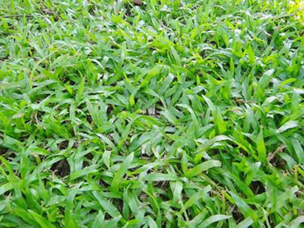 大叶油草6.jpg