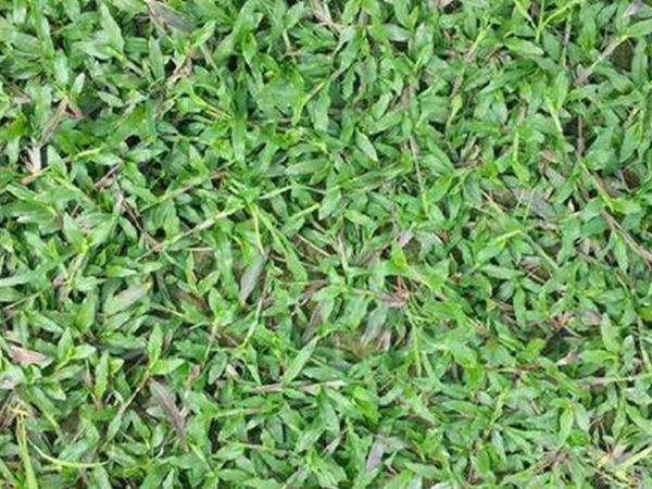 大叶油草7.jpg