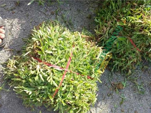 大叶油草8.jpg