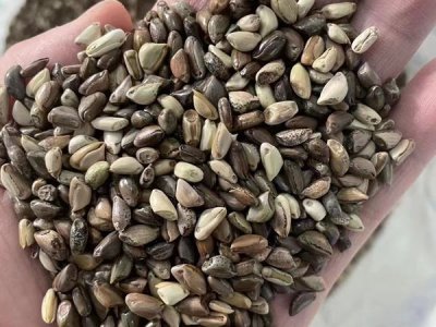墨西哥玉米牧草种子批发