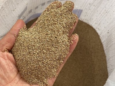 绿化草坪的草会结种子吗？