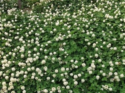 一斤草坪种子种多少平方