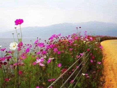 波斯菊几月份适合播种