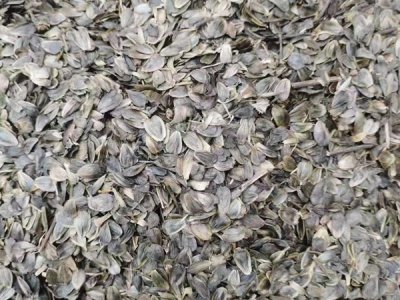 适合羊牧草种子批发