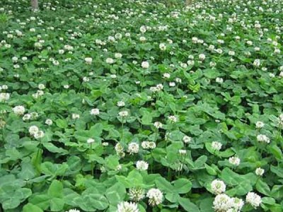 草坪种子发芽要多久？