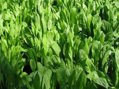 牧草种子批发专卖