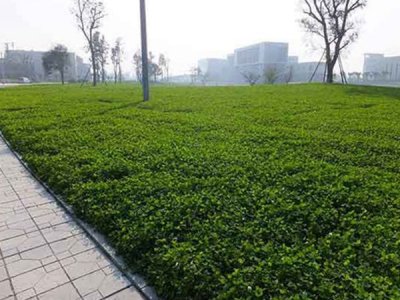 边坡绿化草坪种子