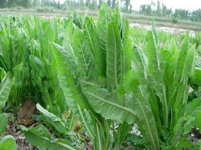 批发大量牧草种子