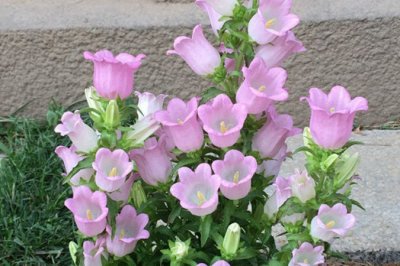 风铃花在北方可以种植吗？