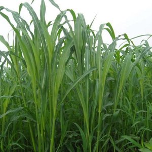 高丹草适合南方种植吗？