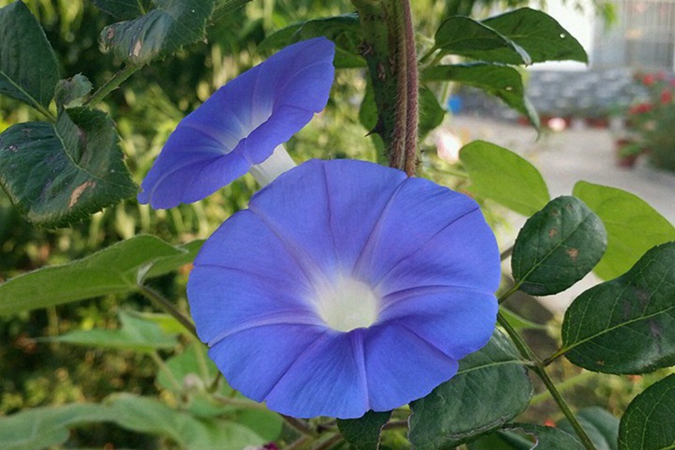 1685007873550659.jpg 10.jpg