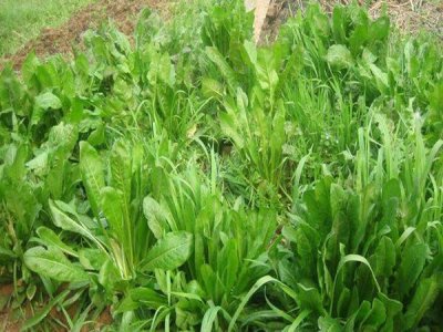 菊苣牧草种子批发