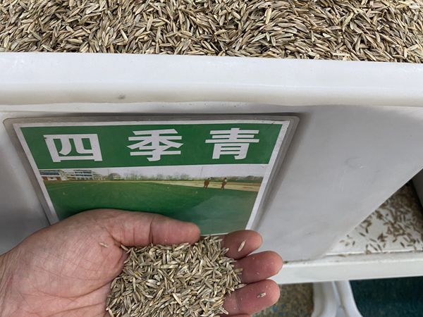 1685012092694482.jpg 种子8.jpg