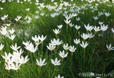 6-7月份可以种植葱兰吗？