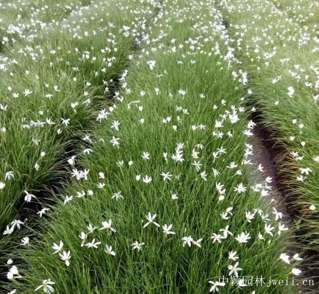 1685095465628585.jpg 葱兰2.jpg