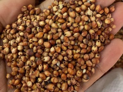 牧草种子批发厂家价格