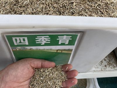 草坪种子什么时候播种