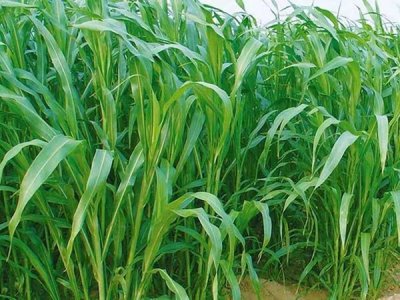 牧草种子批发供货厂家