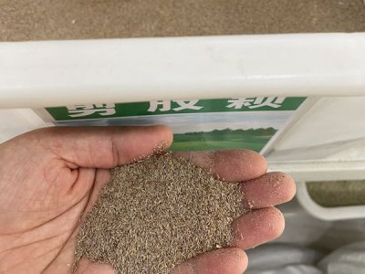 草坪种子种类有哪些？