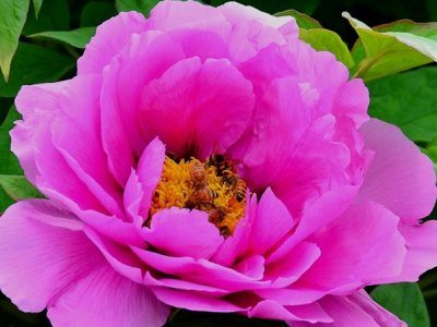 牡丹花播种后十天发芽吗？