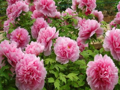 夏天适合播种牡丹花吗？