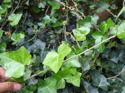 进口草坪种子分析种植常春藤时需要注意哪些方法