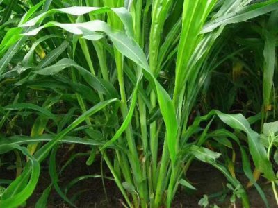 进口高档牧草种子出售批发
