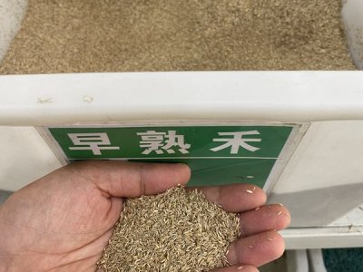 草坪种子哪种好？