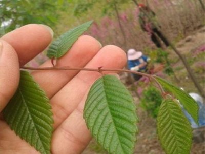 榉树冬天落叶吗？