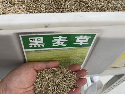 草坪种子播种多久发芽