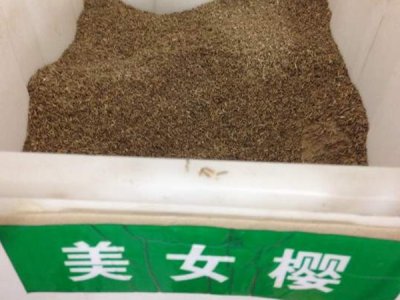 美女樱好养活吗？