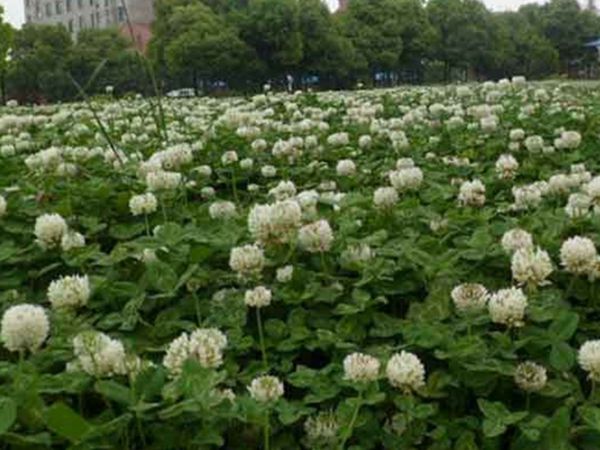 1686374202949688.jpg 白三叶草9.jpg