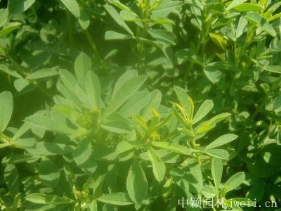 牧草种子批发厂家直销