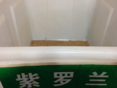 紫罗兰可以在南方种植吗？