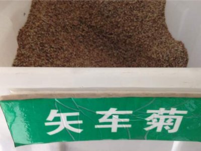 矢车菊南方能种吗？