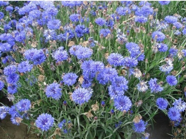 1686800708786436.jpg 矢车菊8.jpg