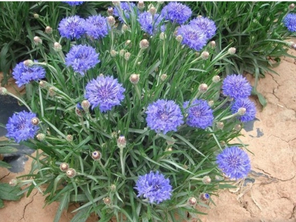 1686800730944398.jpg 矢车菊7.jpg