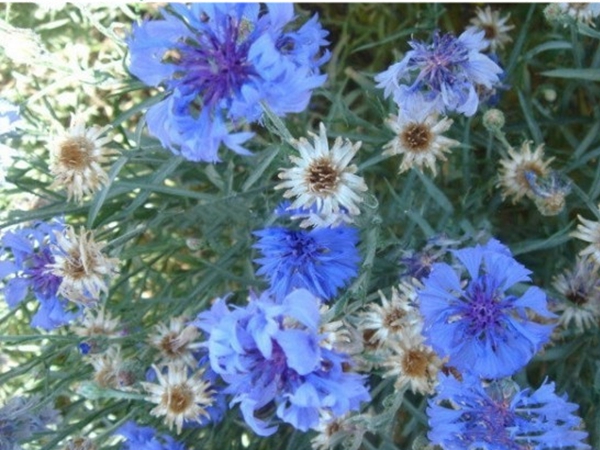 1686800830886978.jpg 矢车菊5.jpg