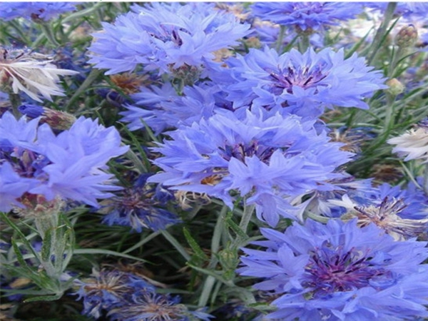 1686800836162844.jpg 矢车菊4.jpg