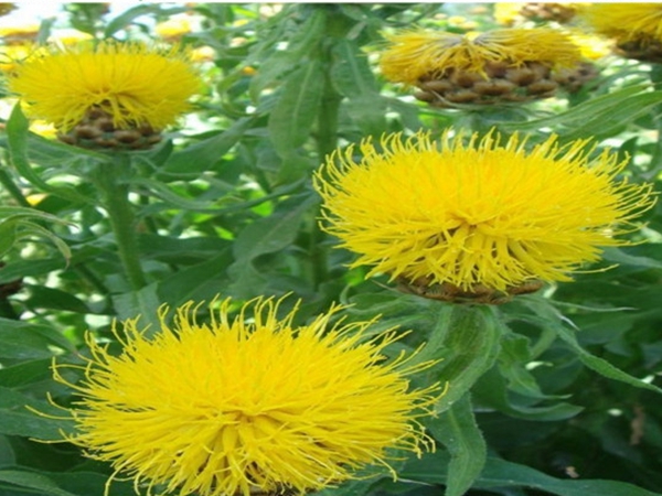 1686800853208510.jpg 矢车菊.jpg