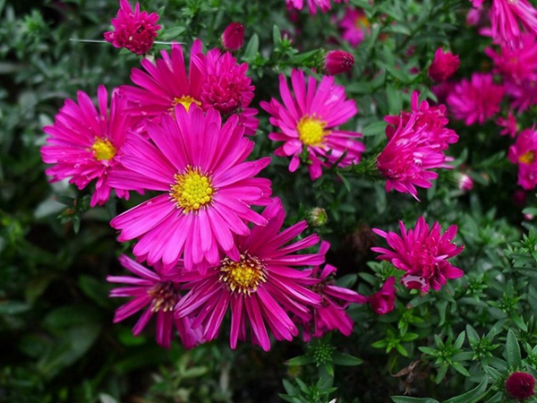 荷兰菊11.jpg