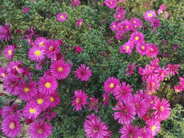 荷兰菊12.jpg