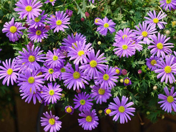 荷兰菊13.jpg