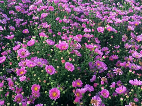 荷兰菊15.jpg