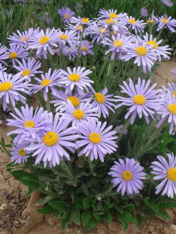 荷兰菊3.jpg