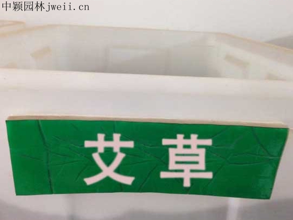 艾草.jpg