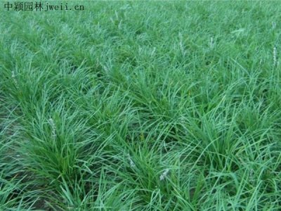 麦冬草夏季种植能成活吗？