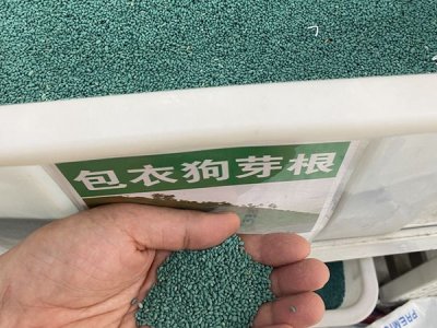 狗牙根会开花吗？