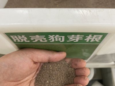 脱壳的狗牙根草籽多少钱一斤？