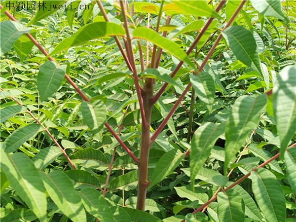 香椿树5.jpg